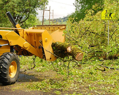 Yard Cleaning - SJ Tree Service
