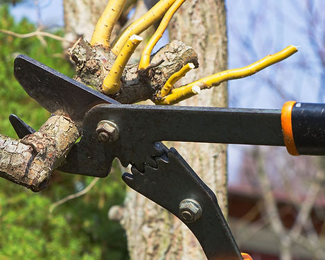 Pruning - SJ Tree Service