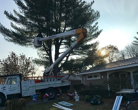 Trimming - SJ Tree Service